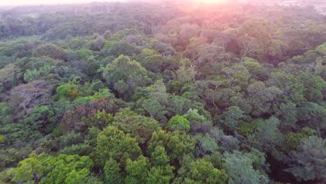 Aerial-drone-flight-over-the-canopy-in-French-Guiana-forest.-Amazonian-sunset
